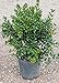 Dwarf Burford Holly (2.4 Gallon) Compact Evergreen Shrub with Glossy Green Foliage - Full Sun Live Outdoor Plant… new 2024