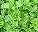 Heirloom 200 Graines de menthe verte Mentha spicata menthe pouliot plante herbacée vivace Graines de fleurs A019 nouveau 2024