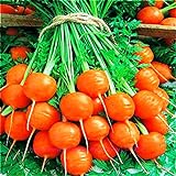 Photo Seeds4planting - Seeds Sweet Carrot Paris Market Round Red Heirloom Vegetable Non GMO, best price $8.94, bestseller 2024