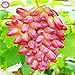 50pcs/bag Seltene Finger Traubenkernen, erweiterte Fruchtsamen, 4 Natürliches Wachstum Trauben Köstliche Bonsai Topfpflanzen für Hausgarten neu 2024