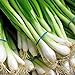 1000 Scallion Seeds, A.k.a Green Onion, Spring Onion. Grow Spring/ Late Summer/fall new 2024
