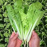 Photo MOCCUROD 200+Pak Choi Seeds Green Stem Cabbage Bok Choy Four Season Vegetable, best price $7.99 ($0.04 / Count), bestseller 2024