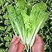 MOCCUROD 200+Pak Choi Seeds Green Stem Cabbage Bok Choy Four Season Vegetable new 2024