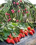 Photo 100PCS Fruit Seeds Set Dragon Fruit Seeds Strawberries Strawberry Seeds 100PCS Non-GMO, best price $9.00 ($0.09 / Count), bestseller 2024