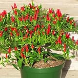 Foto N.E.W Hot Heirloom 50/Lot Thai Sun Hot Pfeffer Capsicum Pfeffer Ornament Chili Samen Bonsai Pflanze Mini Hot Pepper Samen, bester Preis 14,49 € (0,29 € / stück), Bestseller 2024