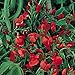 Prunkbohne Rot blühend - Feuerbohne - 25 Samen neu 2024