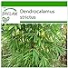 SAFLAX - Bambú de Calcuta - 50 semillas - Con sustrato estéril para cultivo - Dendrocalamus strictus nuevo 2024