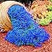 500 Stück Rock Cress Seeds Leicht zu züchten Bodendecker Blume Mehrfarbige Grünlandpflanzensamen für Rasen - Blau neu 2024