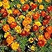 Outsidepride Marigold Flower Seed Mix - 1000 Seeds new 2024