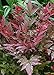 Southern Living Plant Collection Obsession Nandina (2.5 Quart) Multicolor Evergreen Shrub with Brilliant Red New Foliage - Full Sun to Part Shade Live Outdoor Plant new 2024