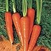 Carrot Seeds - Moonraker Pelleted - 10,000 Seeds new 2024