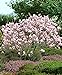 Magnolia x soulangeana | Magnolien Strauch | Magnolienbaum Winterhart | Winterharte Pflanzen für Garten | Höhe 120-140cm | Topf 10L neu 2024
