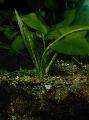 水族馆 水生植物 Echinodorus Palaefolius 照 和 特点