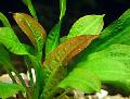 Akvarium Vattenväxter Echinodorus Mucronatum Fil och egenskaper