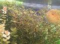 Аквариум өсімдіктер Naiad Guadalupe (Naiad Ұсақ Тісті), Najas guadelupensis, Najas Flexilis қызғылт Фото