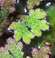 水族館 水生植物 妖精の苔のアカウキクサ フォト と 特性