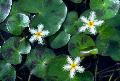 Аквариумные растения Болотноцветник Гумбольдта, Nymphoides humboldtiana, villacrisia humboldtiana зеленый Фото