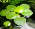 水族馆 水生植物 Limnobium Stoloniferum 照 和 特点