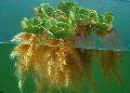 Akváriumi Növények Víz Saláta, Pistia stratiotes zöld fénykép