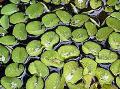 水族館 水生植物 サンショウモのAuriculata フォト と 特性