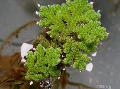 Акваріумні рослини Азолла Папоротніковідние, Azolla filiculoides Зелений Фото