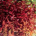 Akvaryum Su Bitkileri Ammannia Senegalensis fotoğraf ve özellikleri