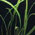 Aquarium Plantes Aquatiques Aponogeton Longiplumulosus Photo et les caractéristiques