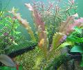 Akváriumi Növények Hullámos Szélű Swordplant, Borzolt Aponogeton, Aponogeton crispus piros fénykép