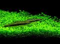 Akvaryum Su Bitkileri Glossostigma Elatinoides fotoğraf ve özellikleri