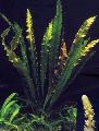 აკვარიუმი წყლის მცენარეები Aponogeton Elongatus სურათი და მახასიათებლები