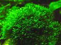 Akváriumi Növények Fissidens Splachnobryoides mohák zöld fénykép