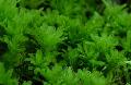 Aquarienpflanzen Harts Zunge Thymian Moos, Plagiomnium undulatum Grün Foto