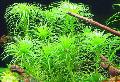 Akvarij Vodene Biljke Tonina Belen Foto i karakteristike
