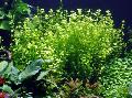Akvarijske Rastline Otroške Solze, Lindernia rotundifolia zelen fotografija