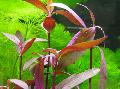 Aquarium Wasser-pflanzen Alternanthera Sessilis Foto und Merkmale