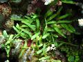 Akwarium Rośliny Wodne Caulerpa Brachypus zdjęcie i charakterystyka