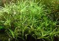 აკვარიუმი წყლის მცენარეები Stargrass სურათი და მახასიათებლები