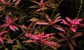 Akvarijní Rostliny Trpaslík Hygrophila, Hygrophila polysperma Červená fotografie