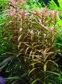 Aquarium Aquatic Plants Ammannia gracilis Photo and characteristics