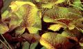 Аквариум өсімдіктер Теңіз Лалагүлі Rose, Nymphaea Daubenyana қызғылт Фото