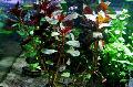 Аквариум Су өсімдіктер Ludwigia Palustris Фото мен сипаттамалары