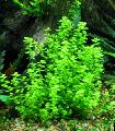Aquarium Wasser-pflanzen Micranthemum Umbrosum Foto und Merkmale