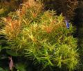 Аквариум Аквариумные Растения Пеплис (Бутырлак двухтычинковый) Фото и характеристика