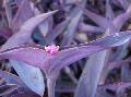 水族馆 水生植物 紫露 照 和 特点
