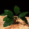 Akvaarium Veetaimede Anubias Coffeefolia Foto ja omadused