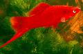 Aquarium Fish Swordtail, Xiphophorus helleri Red Photo