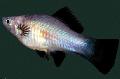 Aquarium Fish Swordtail, Xiphophorus helleri Silver Photo