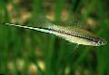 Akvārija Zivis Šķēpnesis, Xiphophorus helleri zaļš Foto