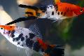 Akvarij Ribe Swordtail, Xiphophorus helleri odijelo Foto