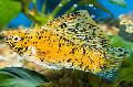 Aquarium Fish Sailfin Molly, Poecilia velifera Yellow Photo